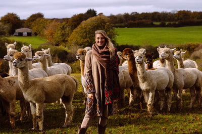 Alpacas and Shibumi! Our newest sustainable collection, made in Exmoor