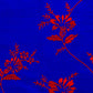 Blue silk fabric with big red flowers