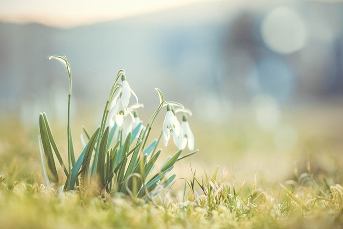 Live a Sustainable, Beautiful Life